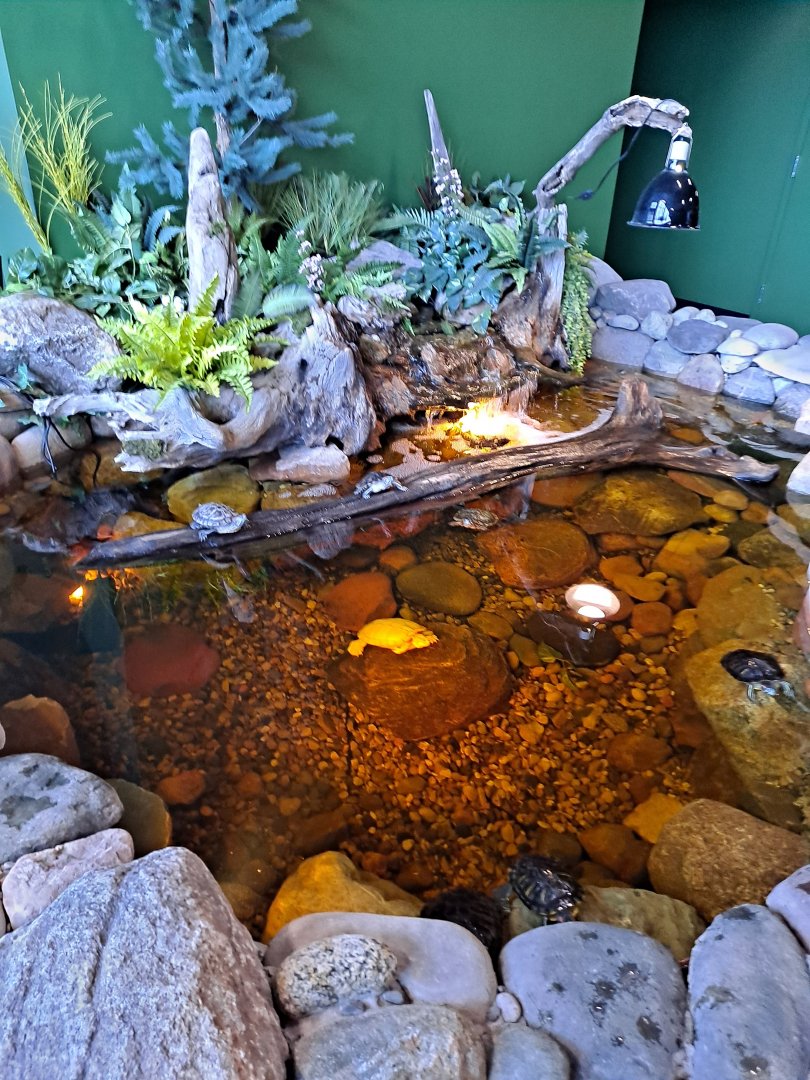 Red-Eared Sliders (4/19/25)