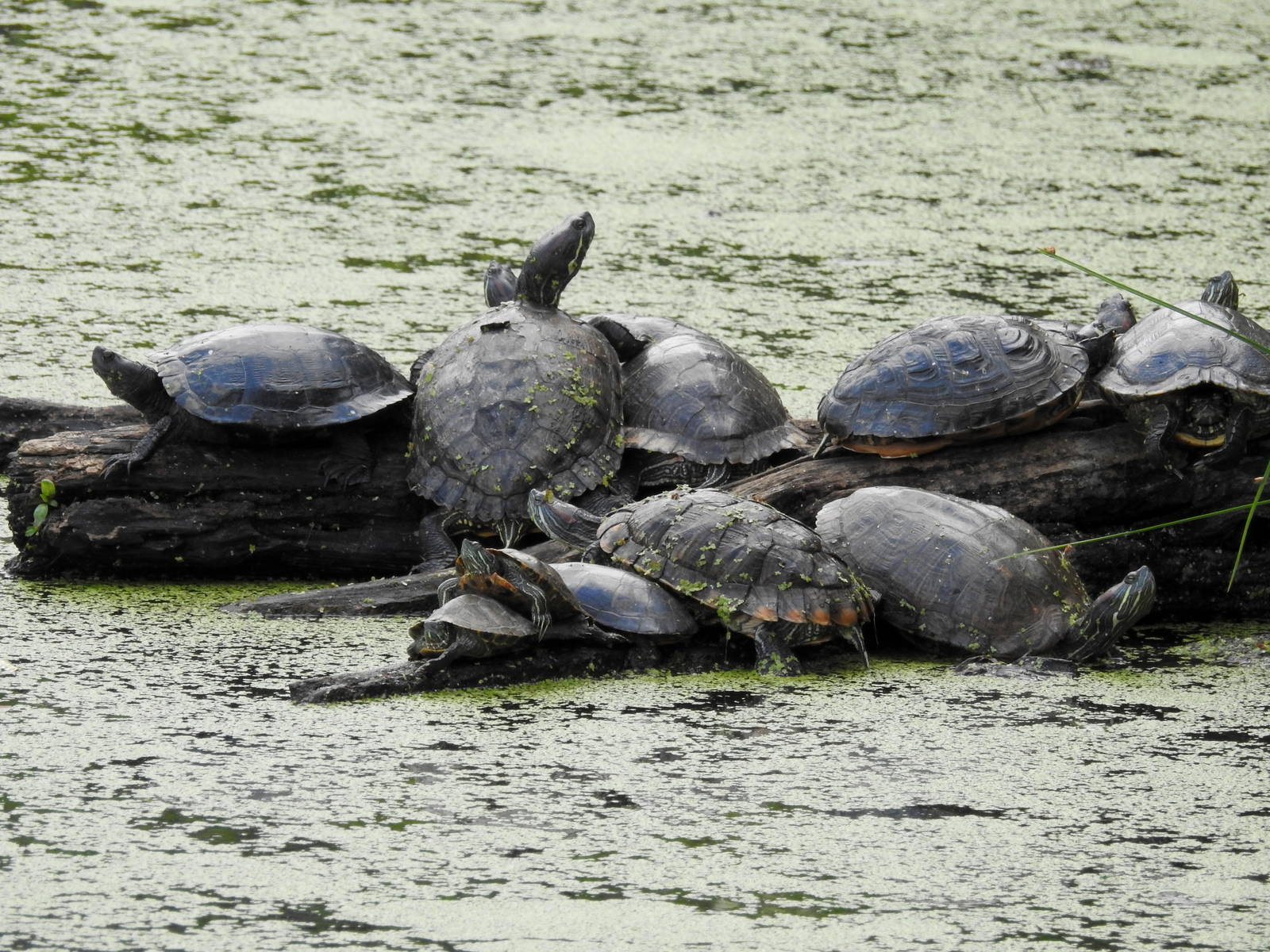 Red Eared Sliders and Eastern Painted Turtles