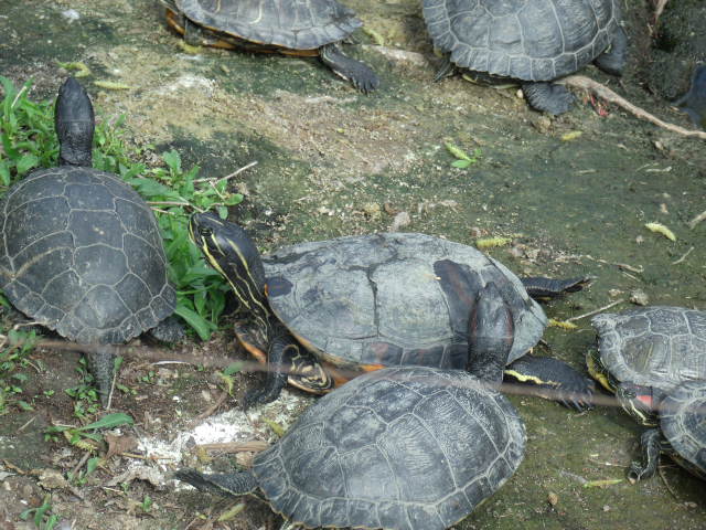 Red-Eared Sliders and Eastern River Cooters