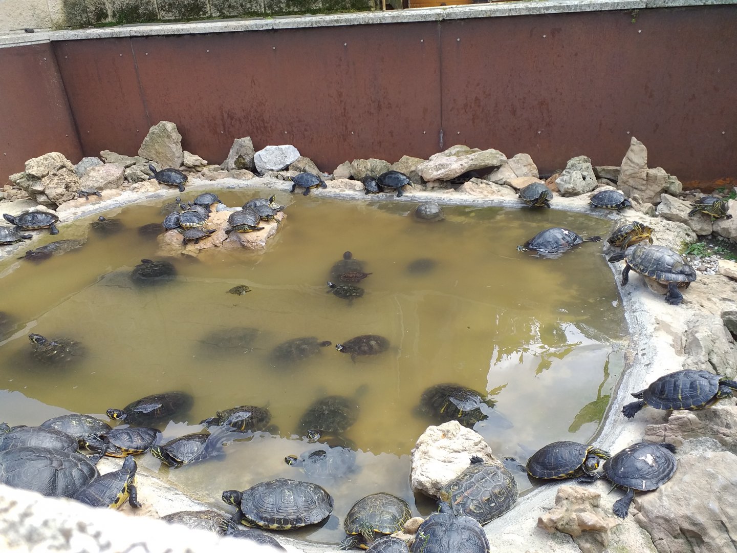 Red eared sliders-Cabarceno (2019)