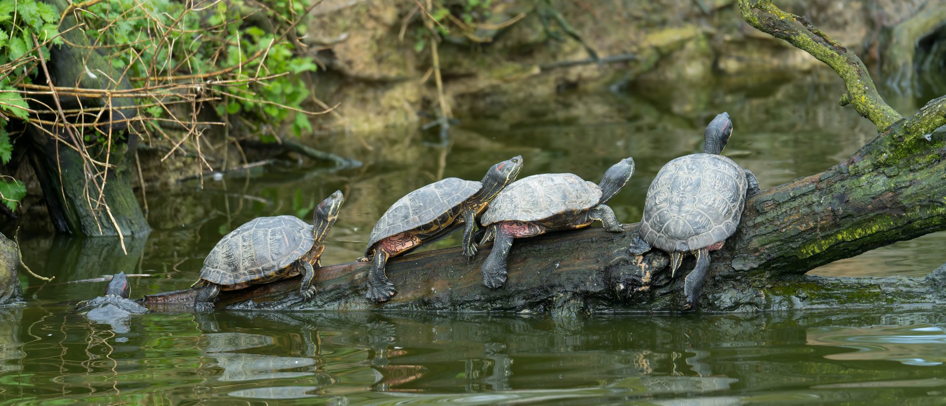 Red eared sliders, CWP, UK