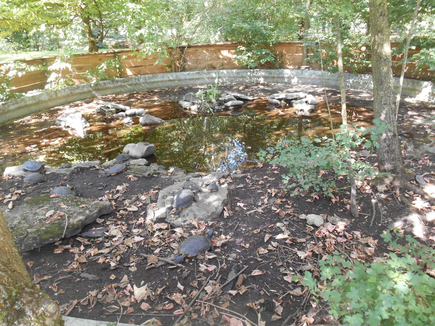 Red-eared Sliders Exhibit