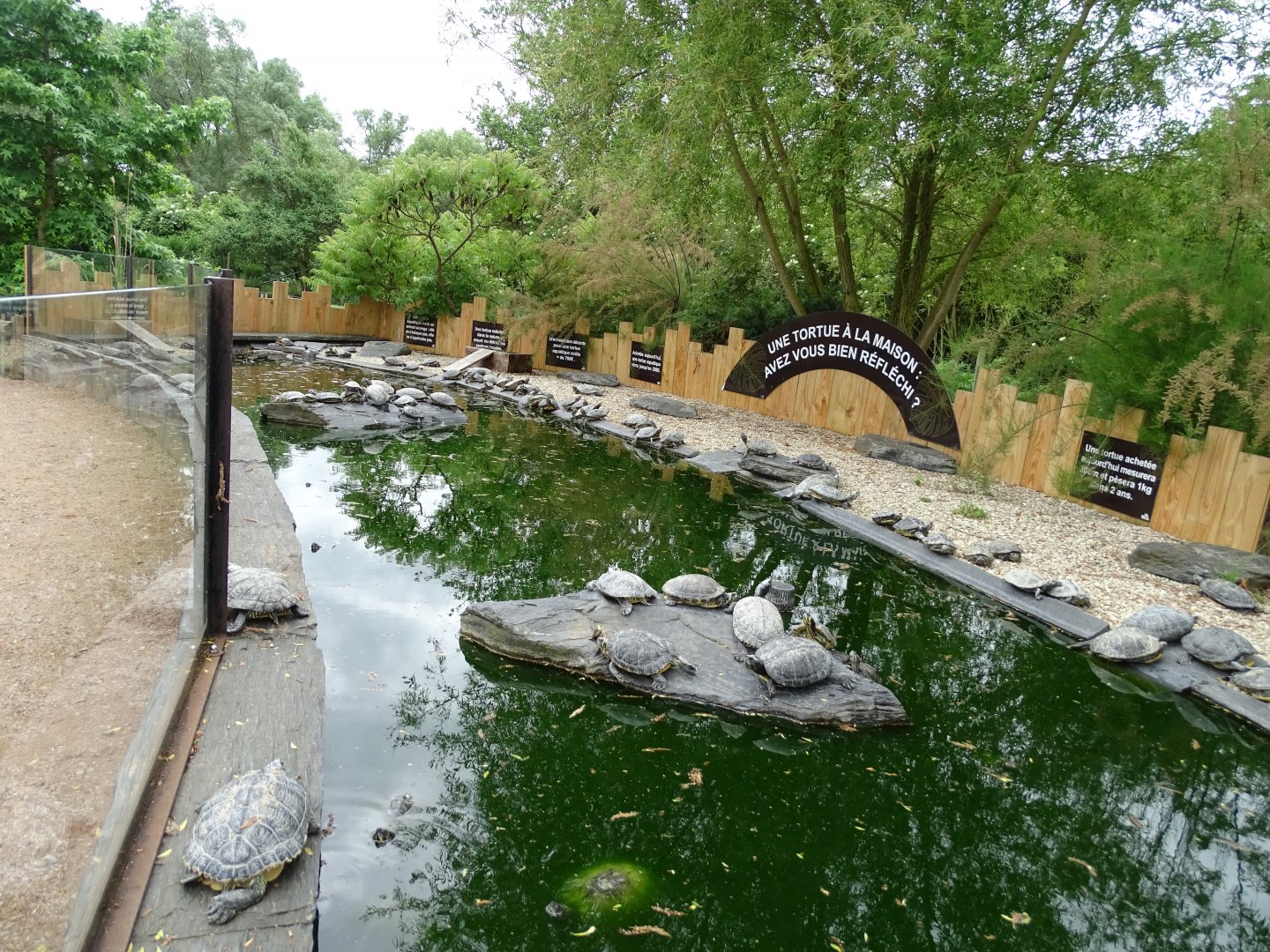 Red-eared sliders exhibit