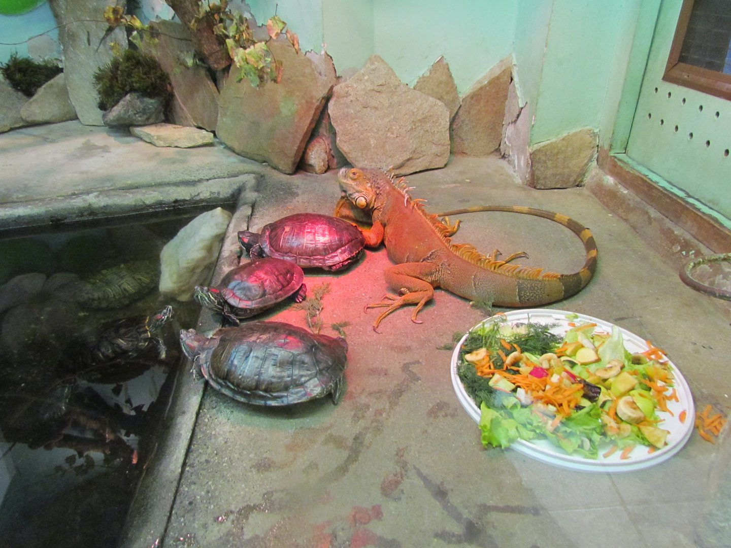 Red-eared sliders & green iguana