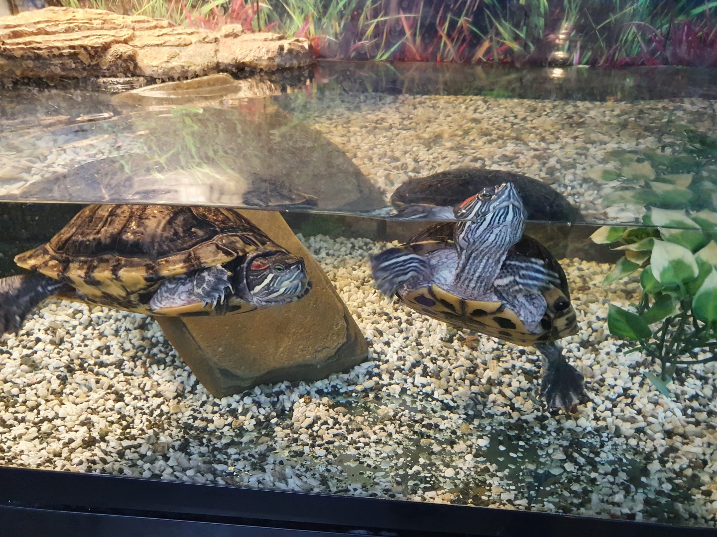 Red-eared Sliders, Masterton Pet Shop
