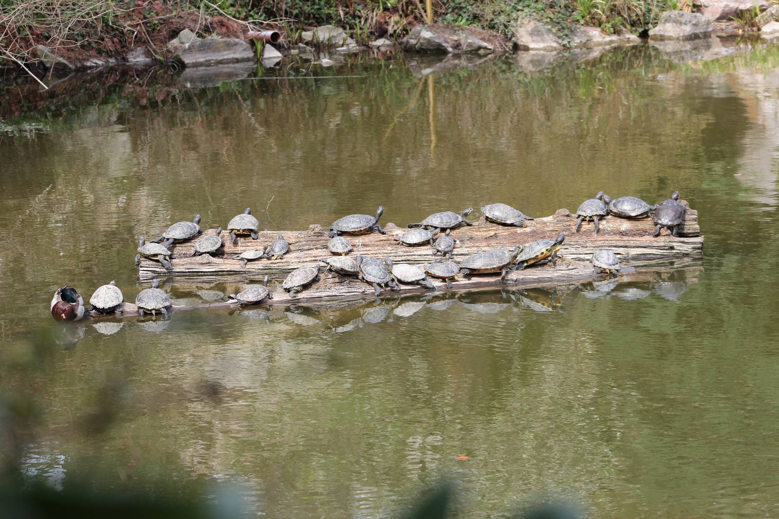 Red-eared sliders on lake