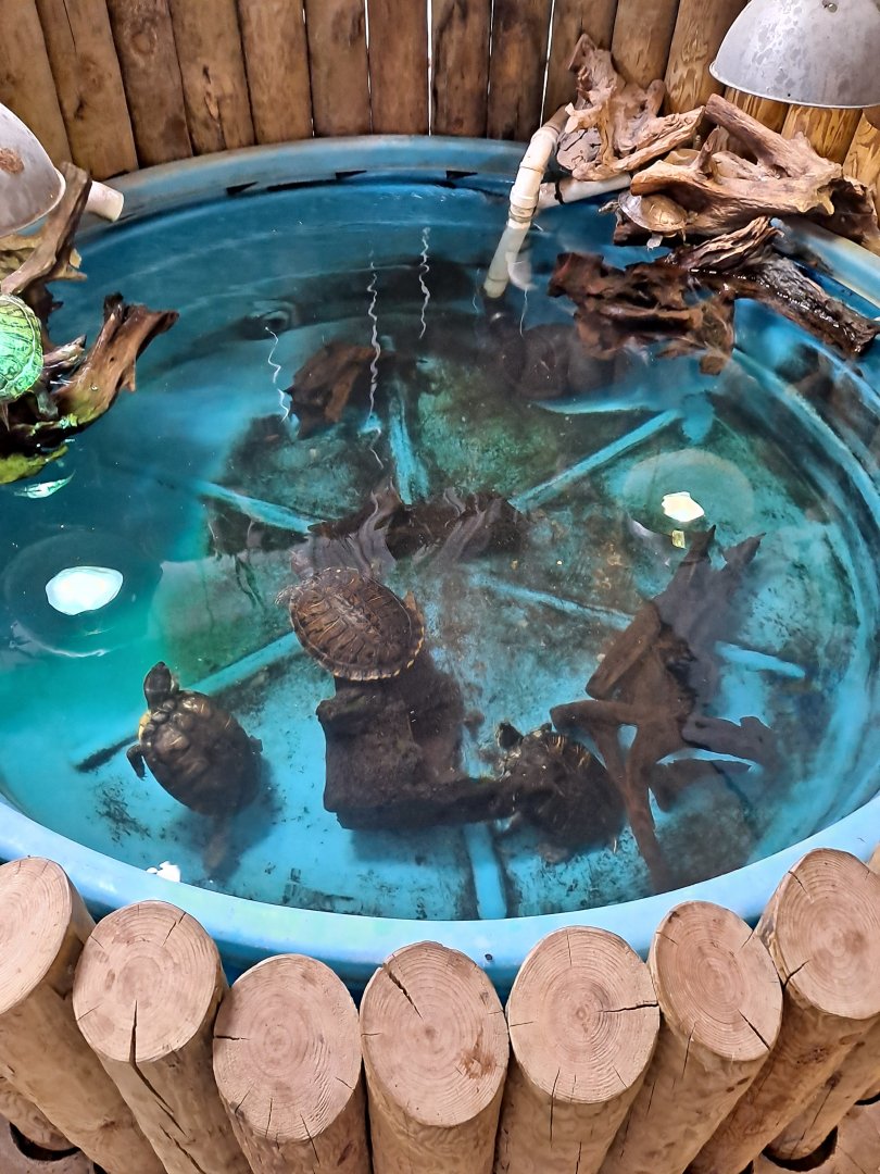 Red-Eared Sliders/Painted Turtles (1/25/25)