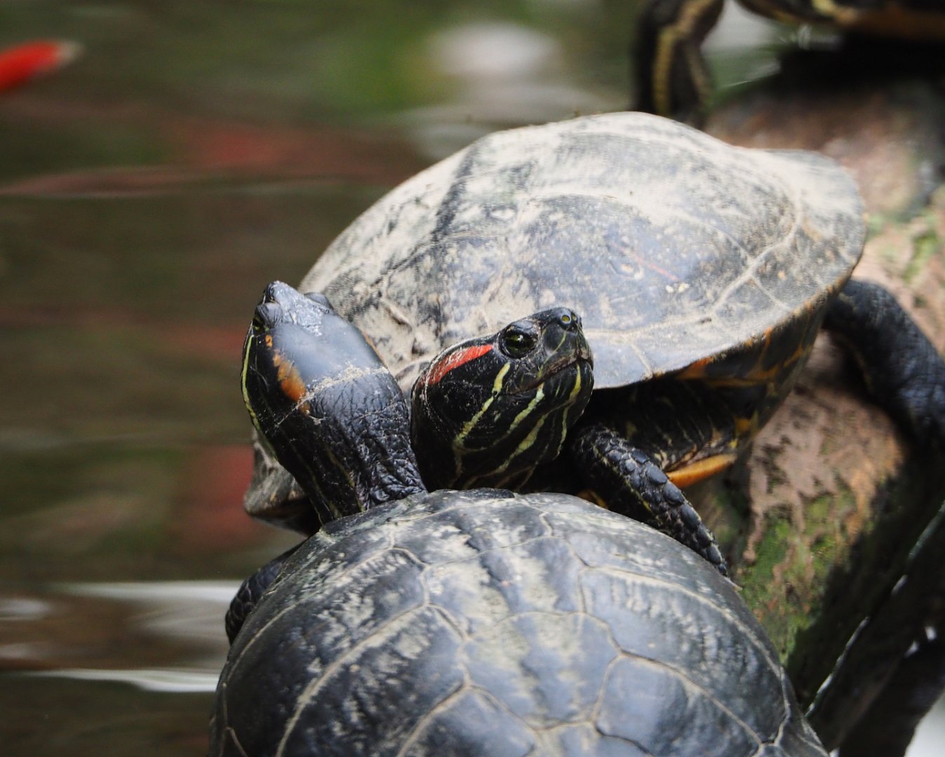 Red-eared sliders (Trachemys scripta elegans), 2019-10-05