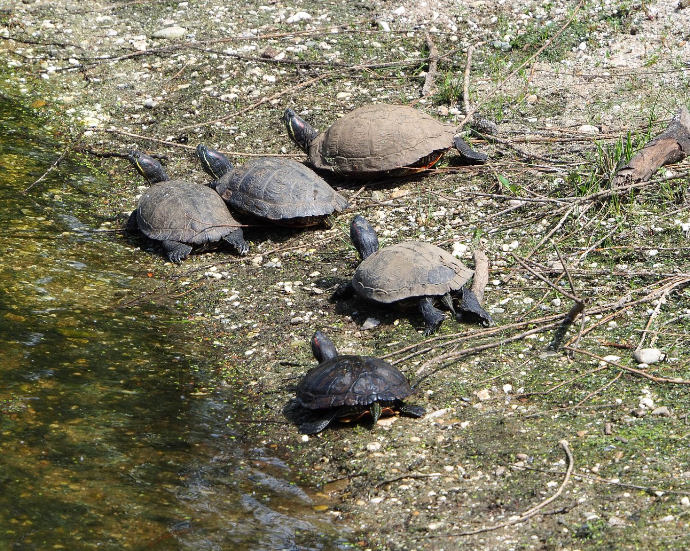 Red-eared sliders (Trachemys scripta elegans), 2022-05-17