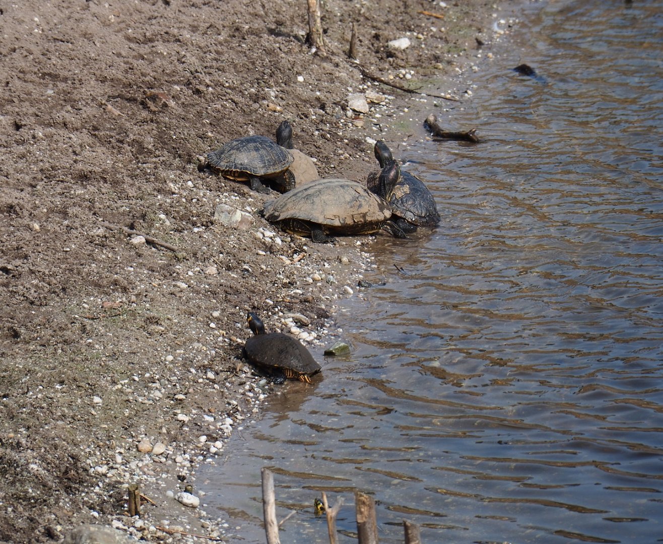 Red-eared sliders (Trachemys scripta elegans) and Cumberland sliders (T. s. troostii),2019-04-06