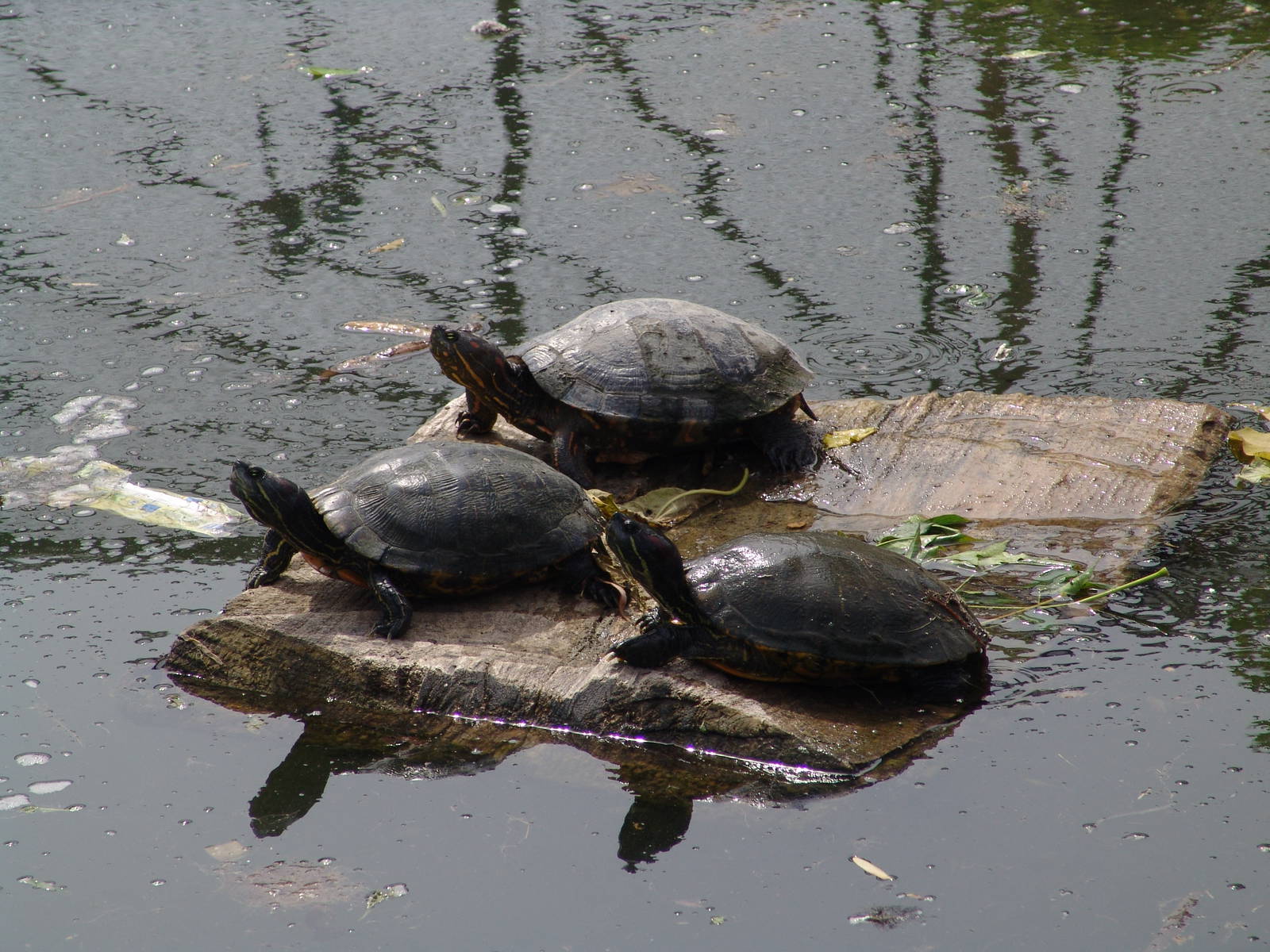 Red-eared Sliders (Trachemys scripta elegans)???