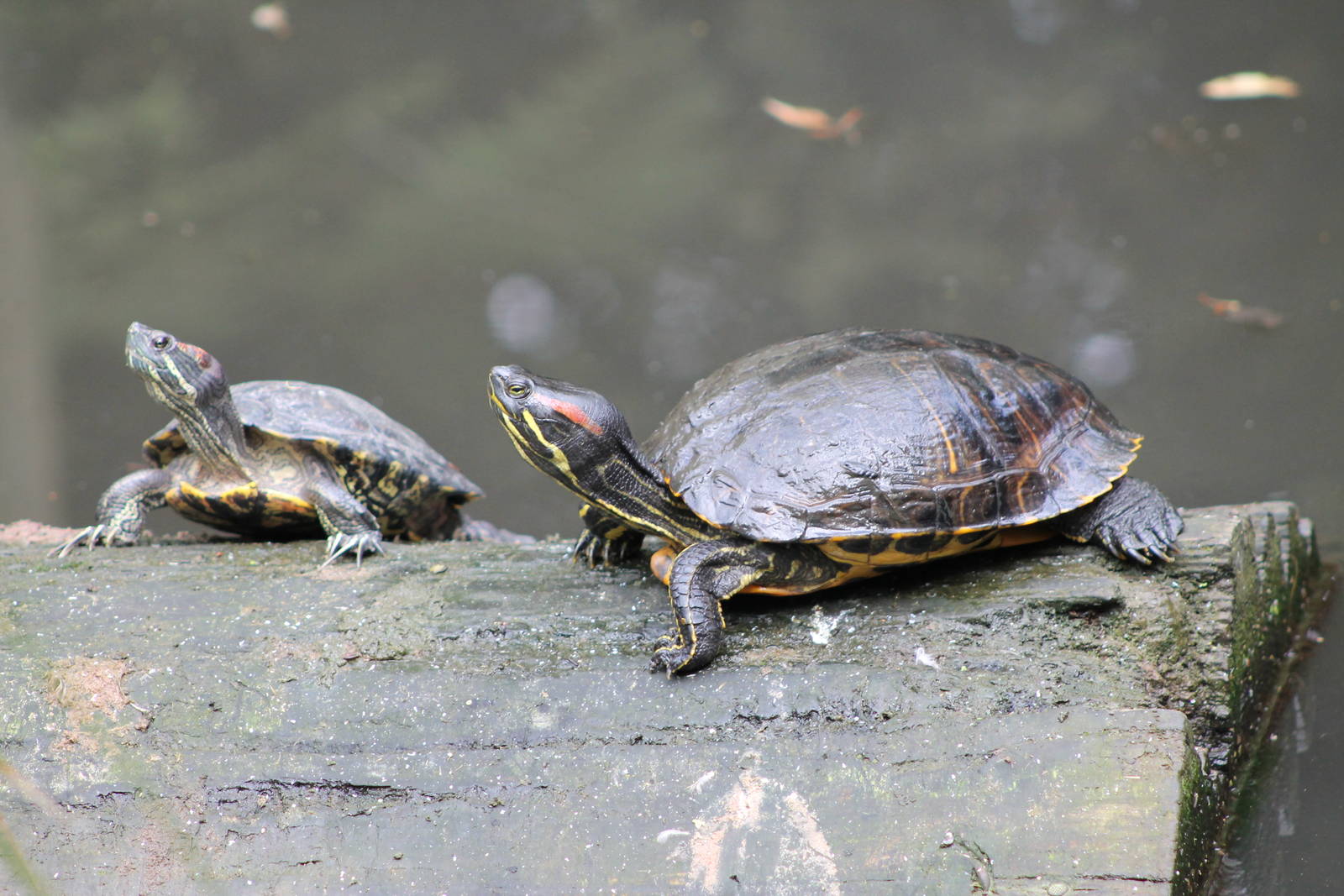 Red-eared Sliders (Trachemys scripta elegans)