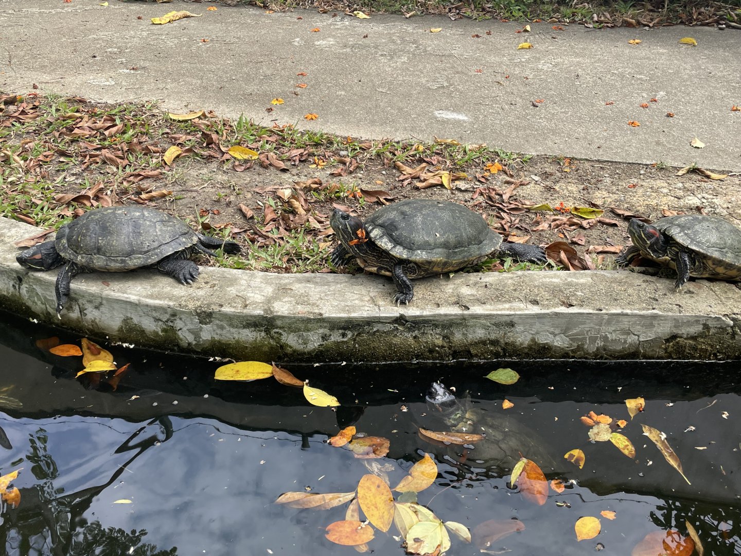 Red-eared Sliders (Trachemys scripta elegans)