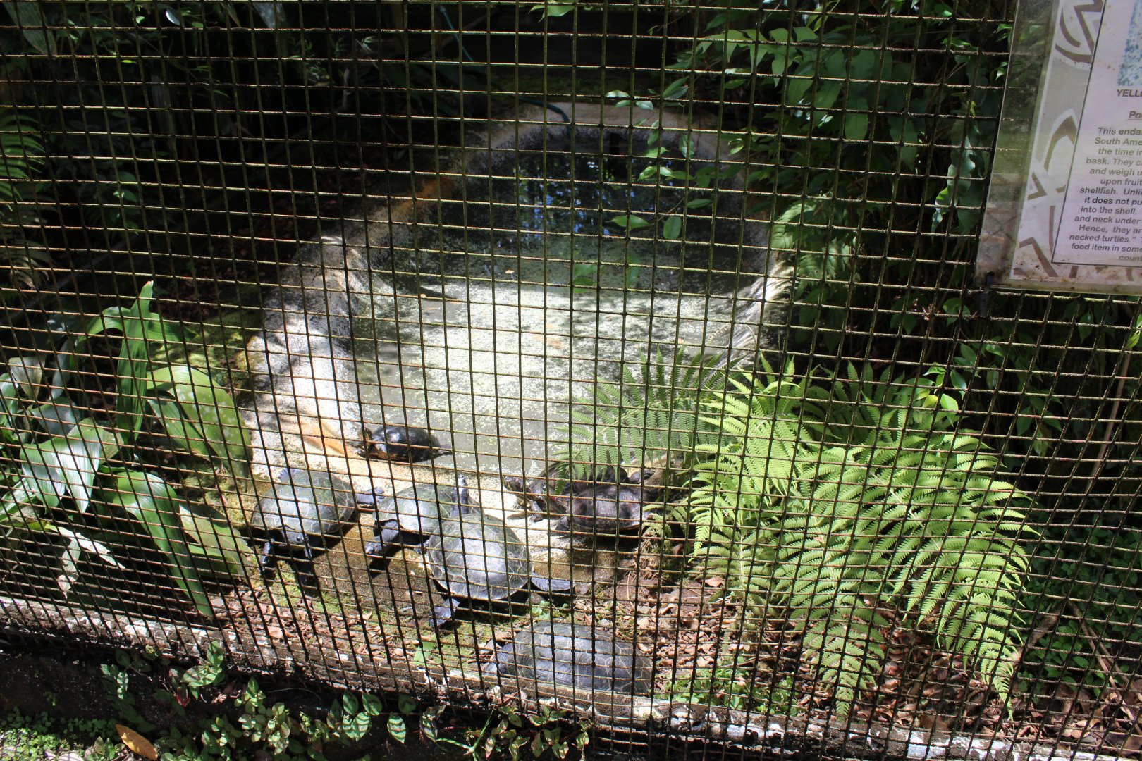 Red-Eared Sliders/Yellow-Spotted Amazon River Turtles