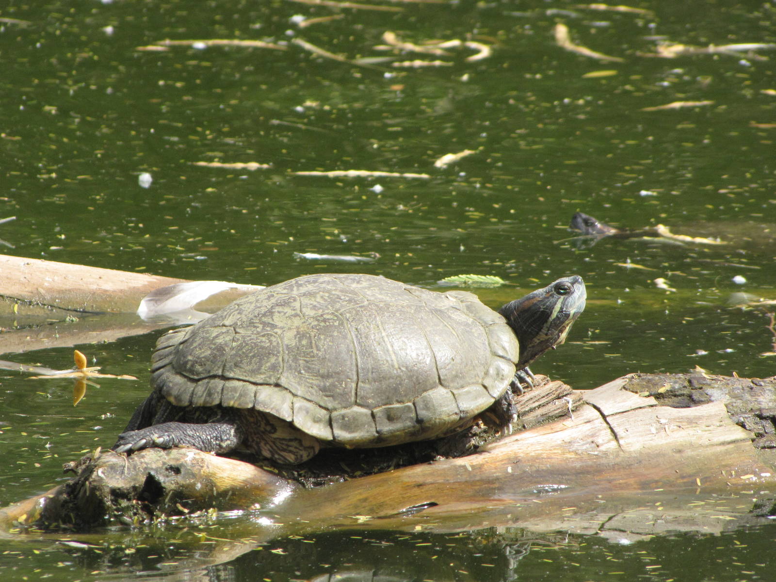 Red-eared sliders