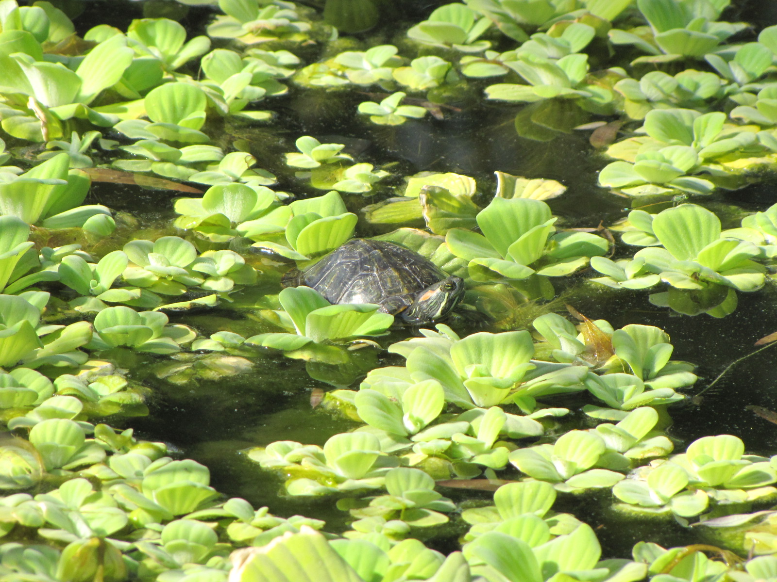 Red-Eared Sliders