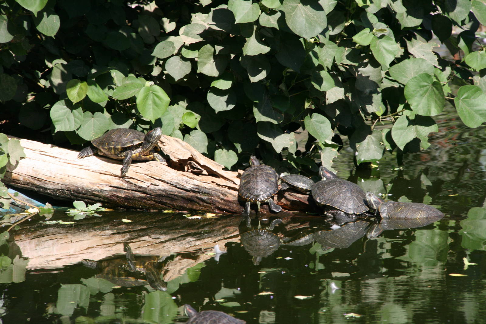 Red-Eared Sliders