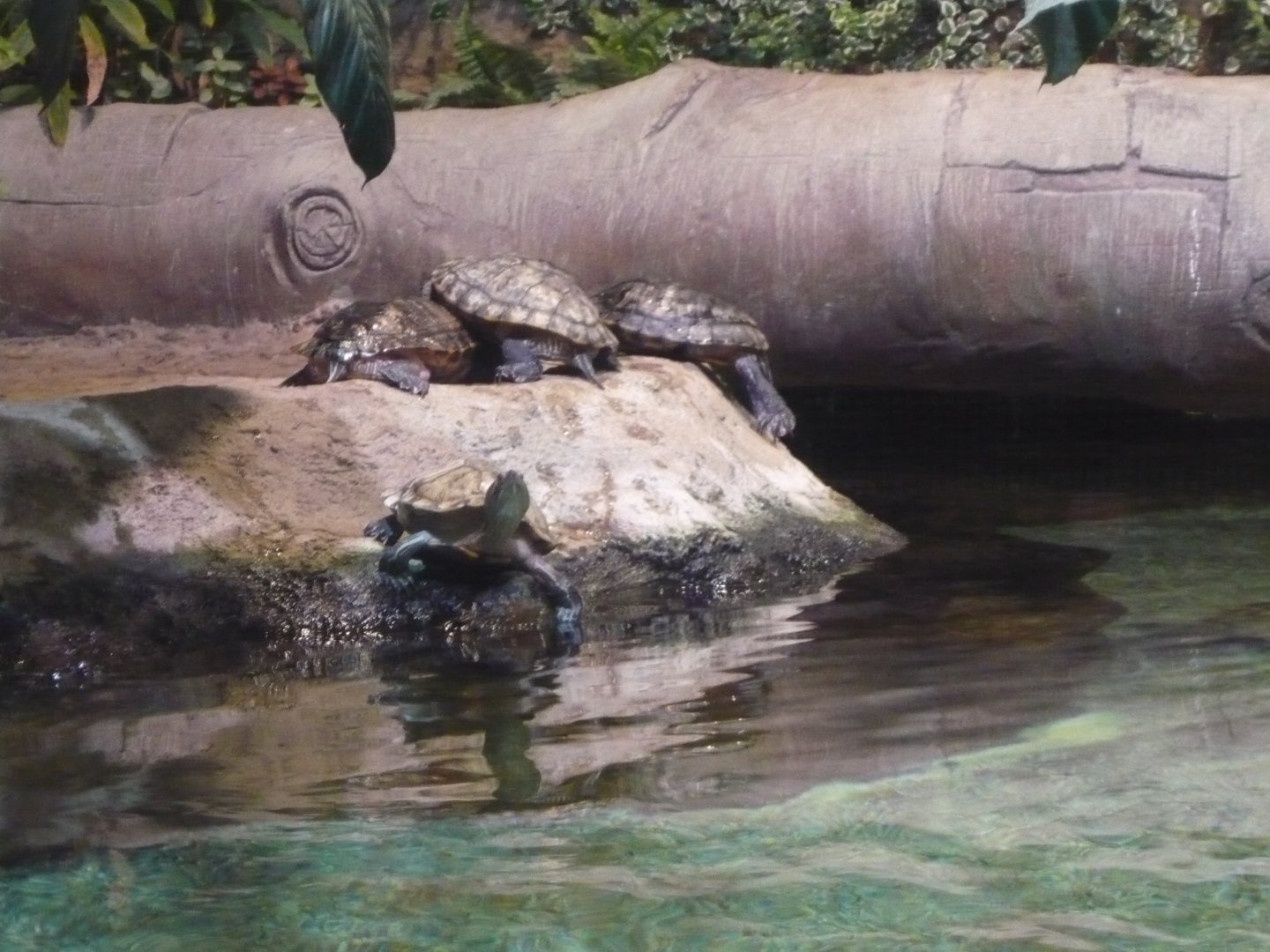 Red-eared sliders