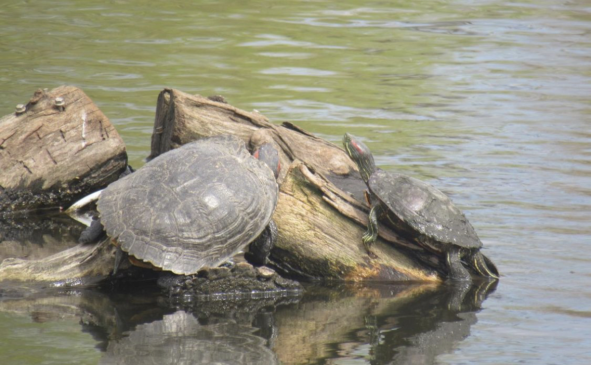 Red eared sliders