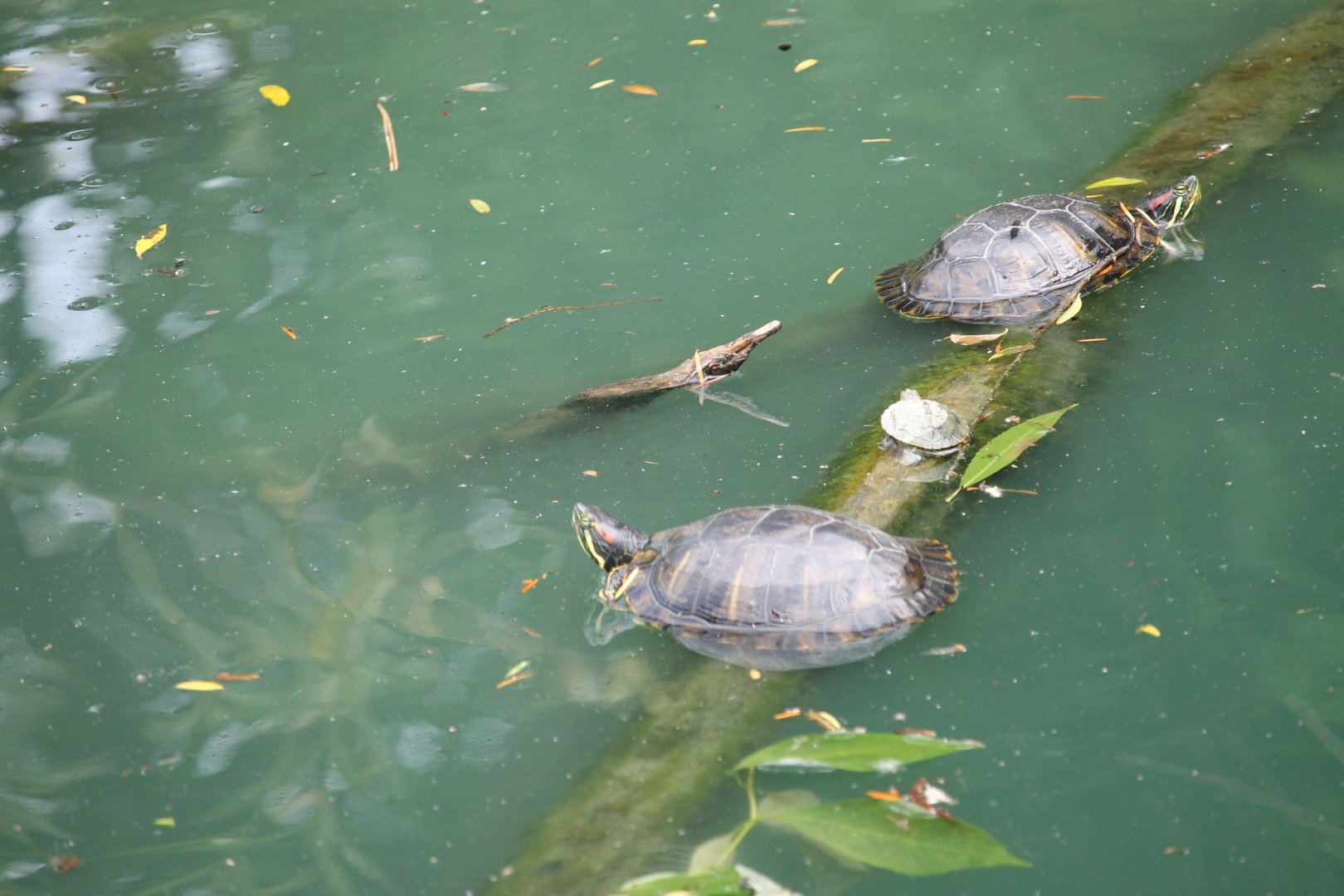 Red-eared sliders