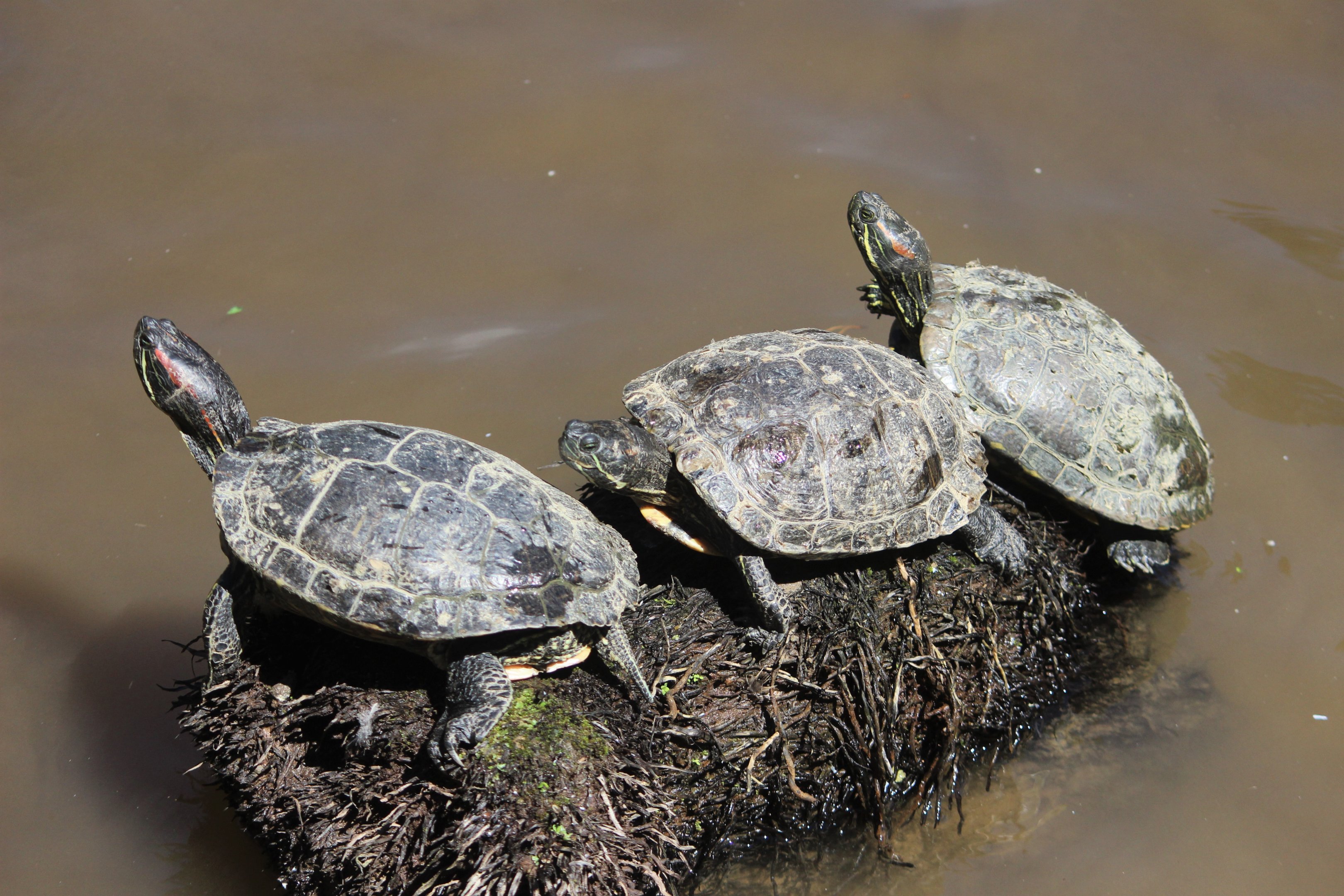 Red-eared sliders