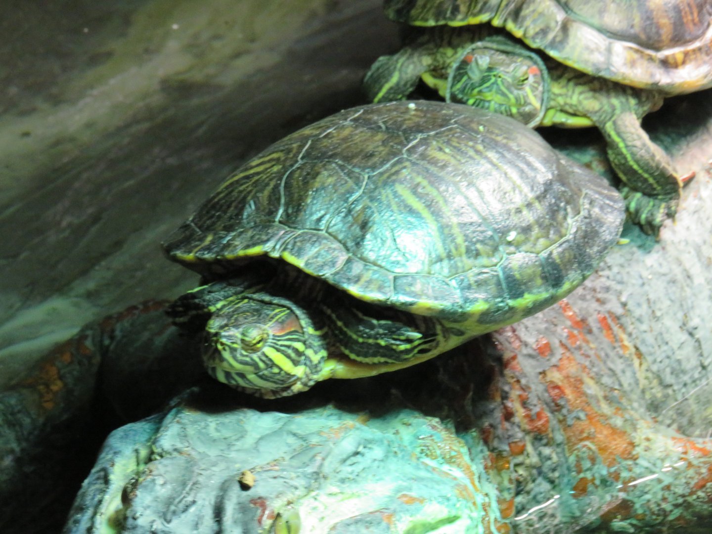 Red-eared sliders