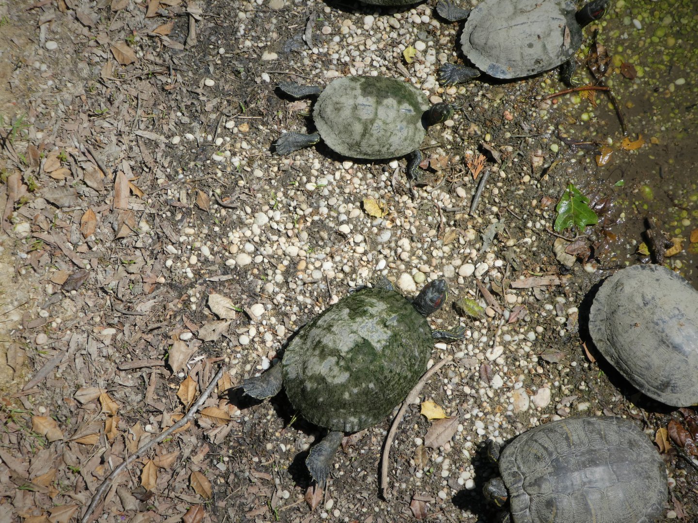 Red-eared Sliders