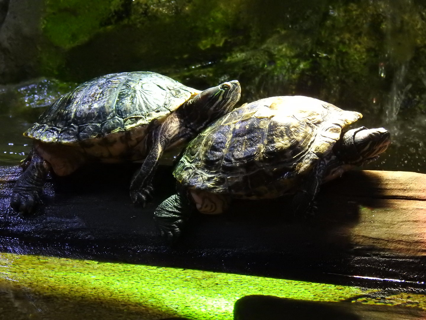 Red-Eared Sliders