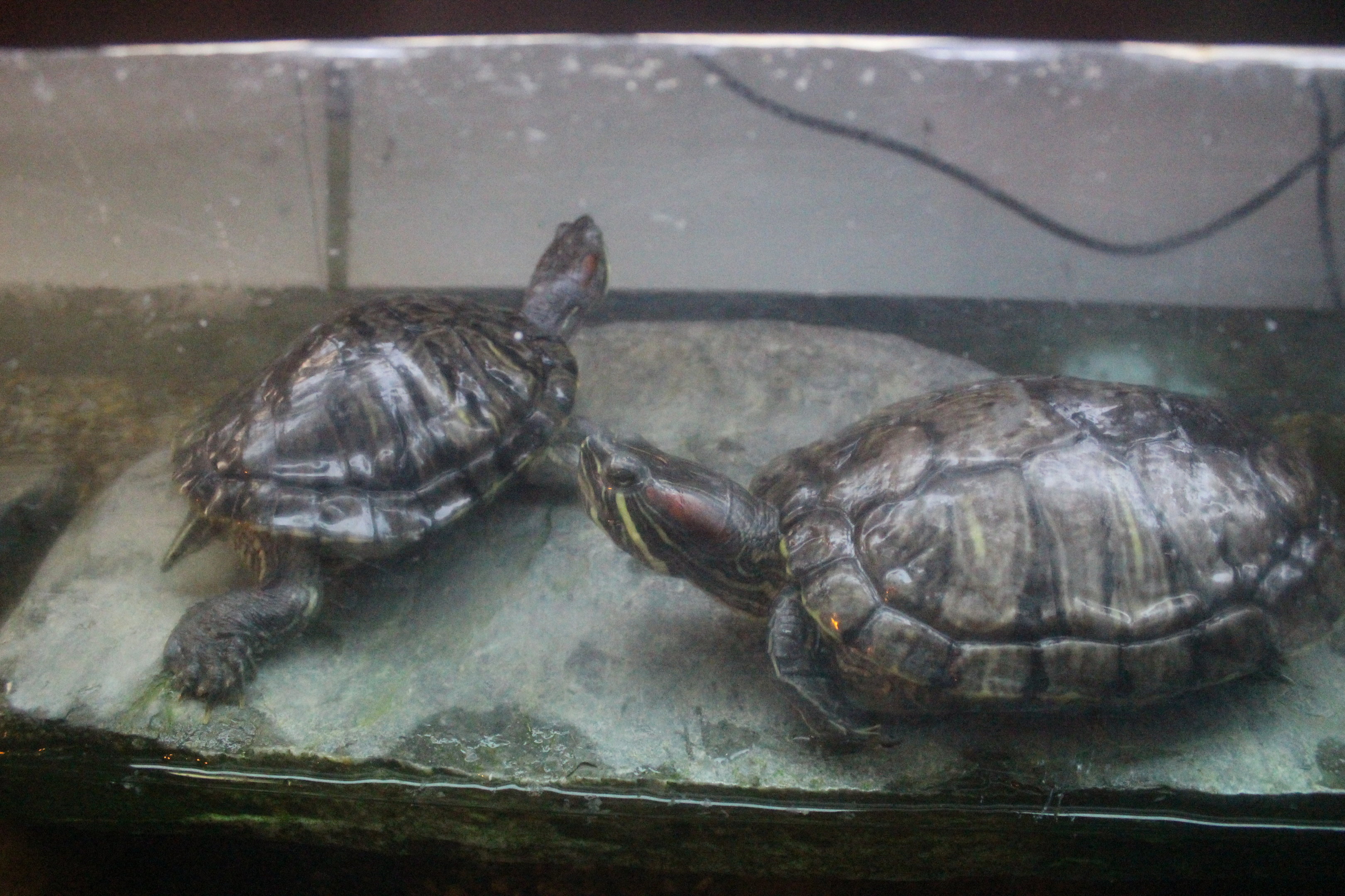 Red-eared sliders