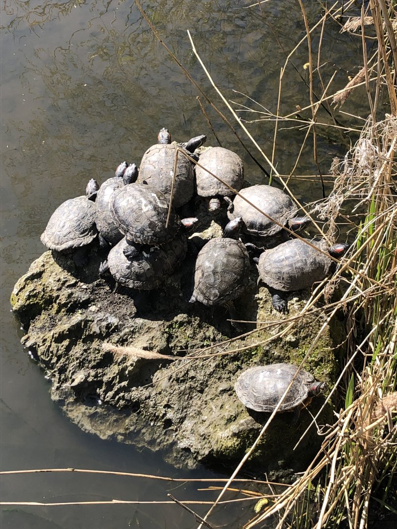 Red eared sliders