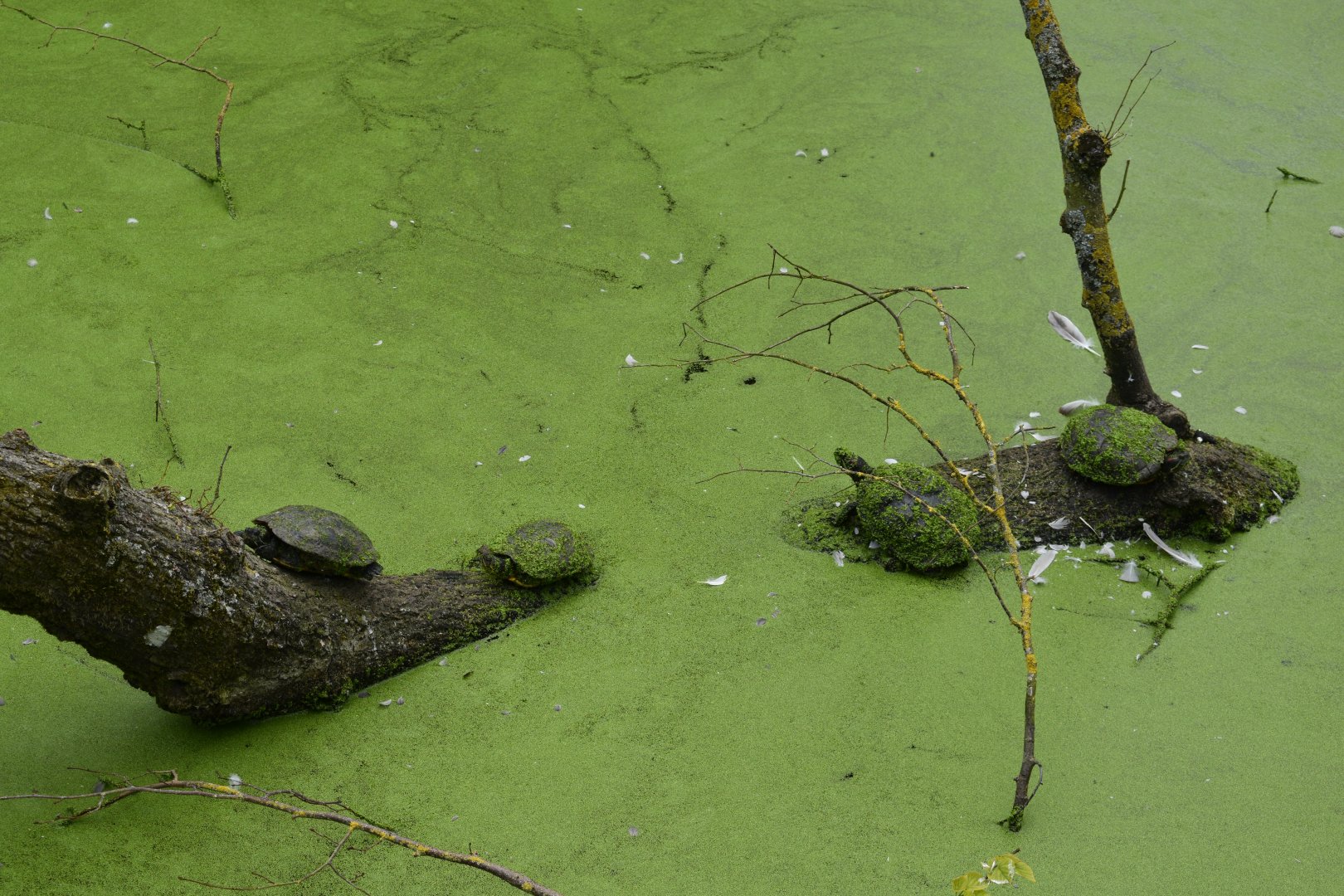 Red-eared sliders