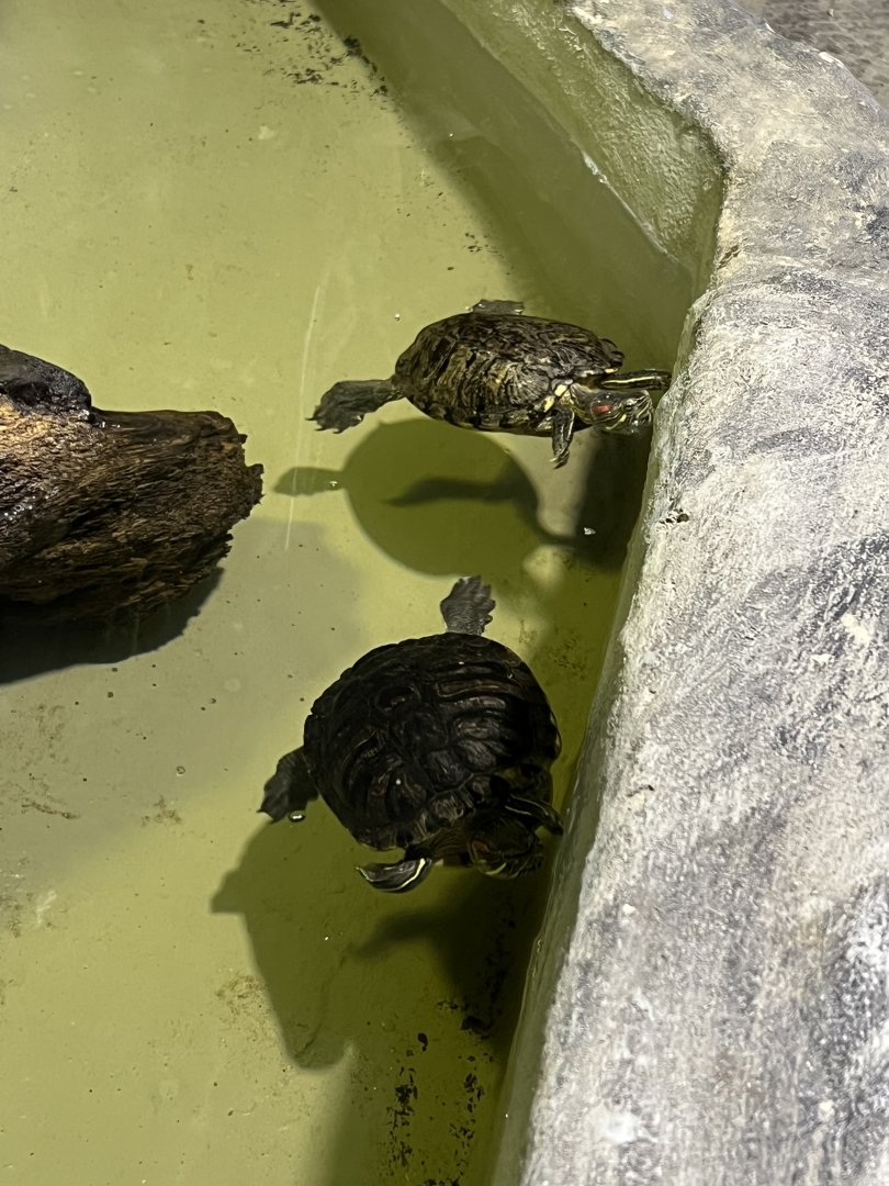 Red-Eared Sliders