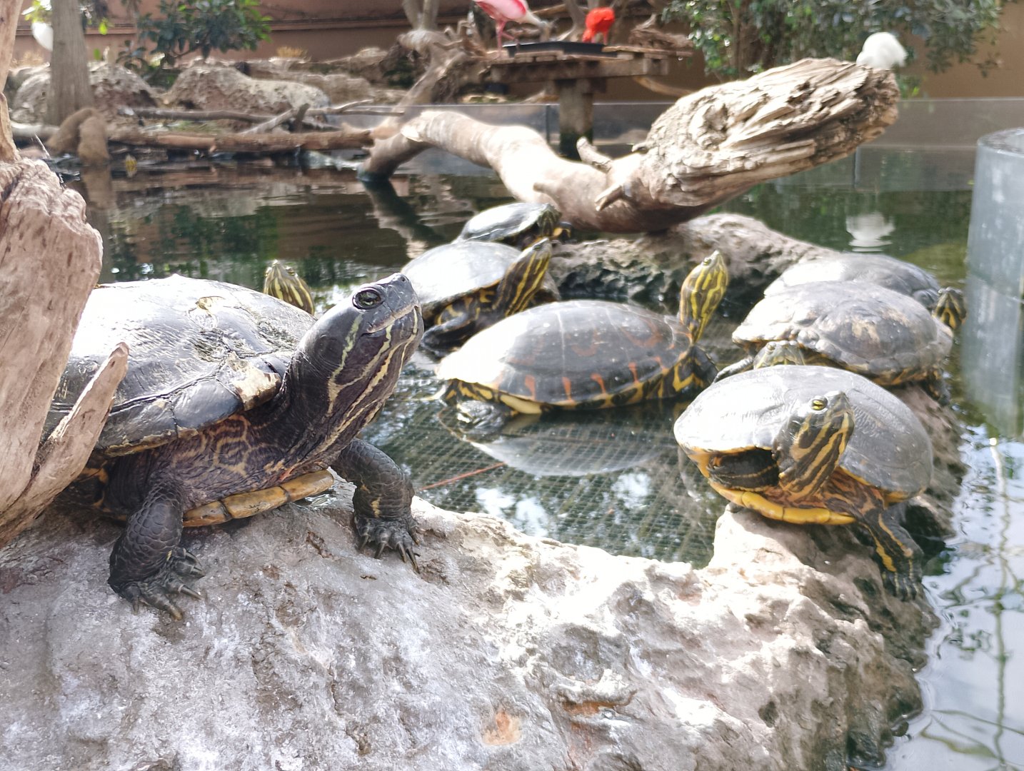 Red-eared sliders