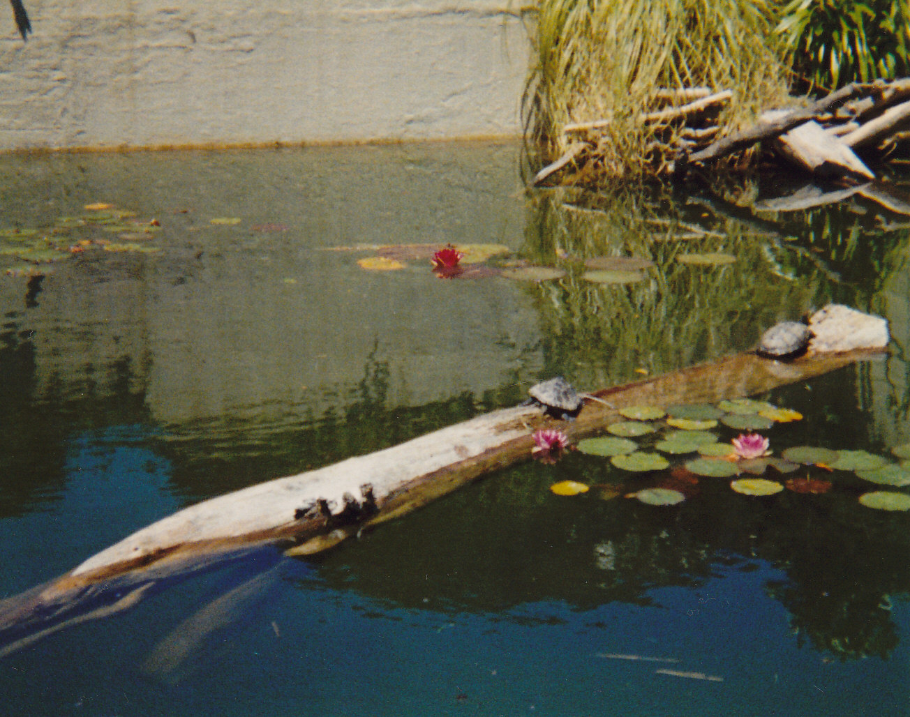 red-eared terrapin and koi pool