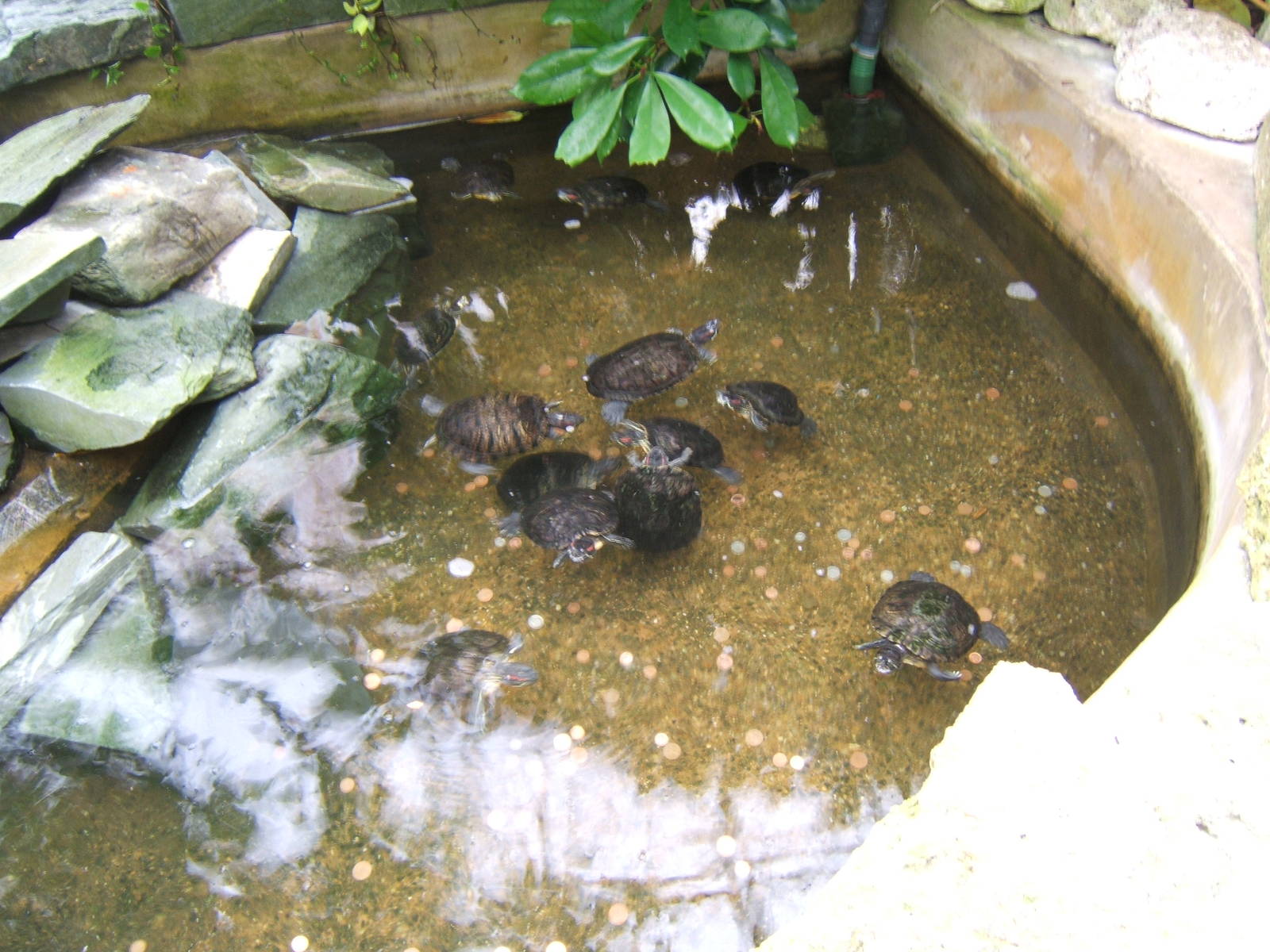 Red-eared Terrapin enclosure