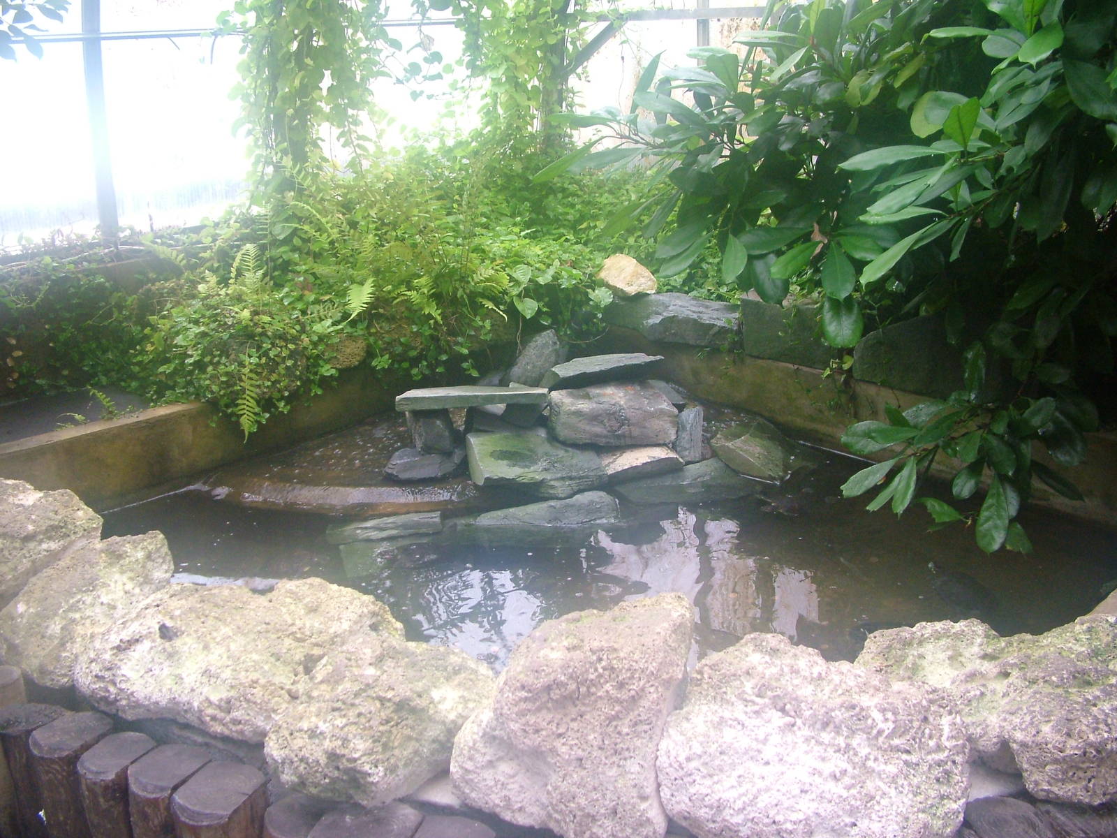 Red-eared Terrapin exhibit at Tropical World 01/08/09