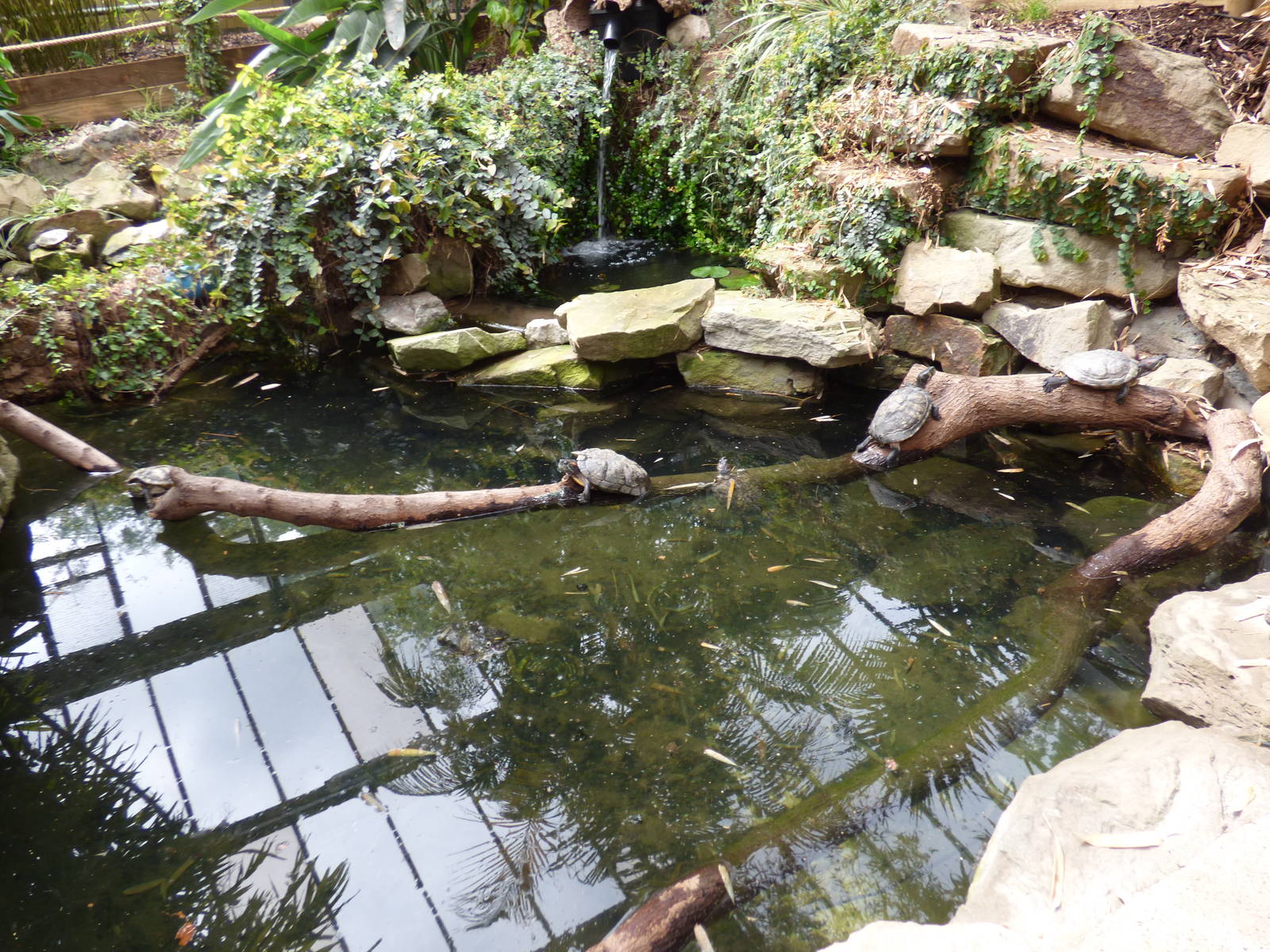 Red Eared Terrapin in Lorikeet Lookout