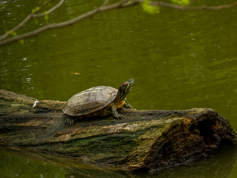 Red-eared terrapin (Trachemys scripta elegans)
