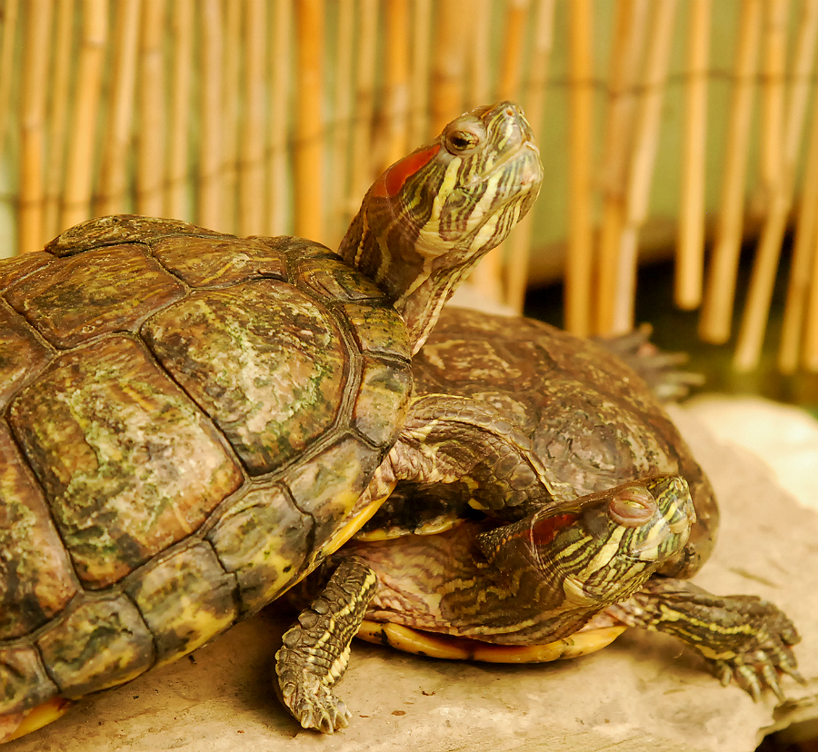 RED EARED TERRAPIN