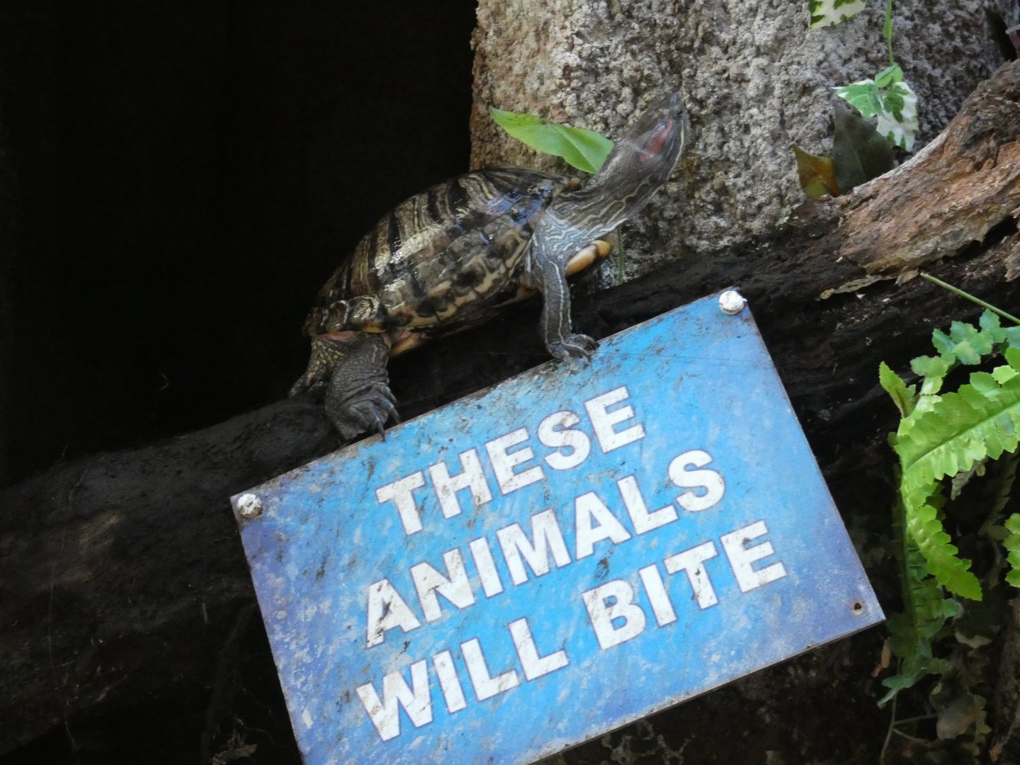 Red-eared terrapin