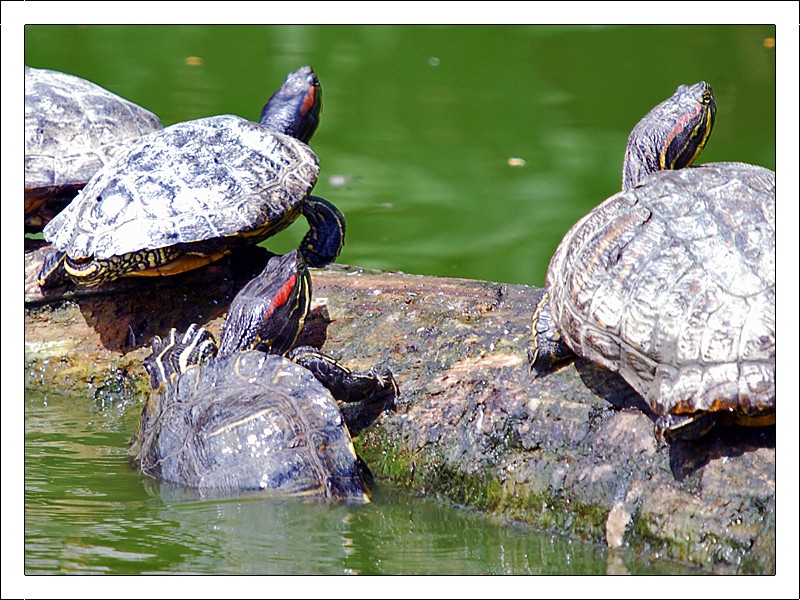 Red Eared Terrapin