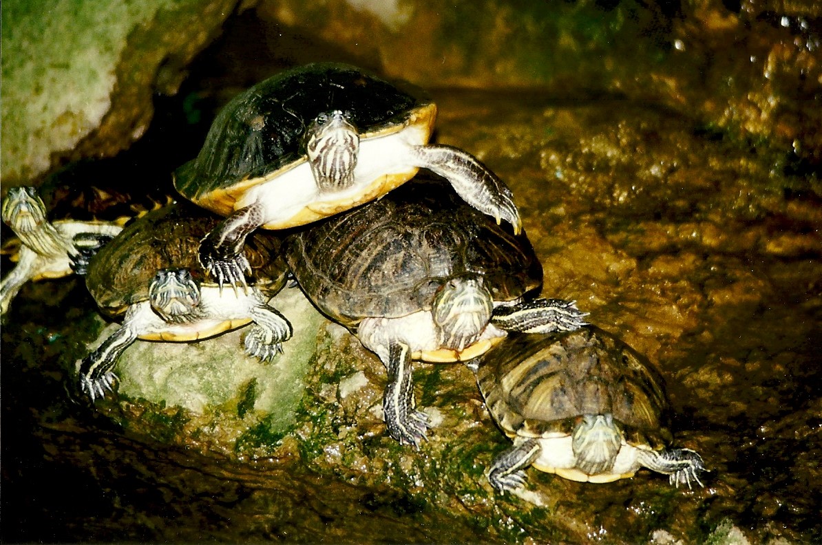 Red-eared Terrapins 20th March 1999