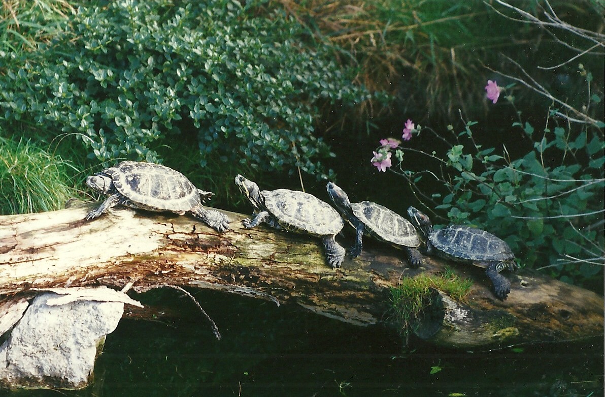 Red-eared Terrapins 4th October 1995