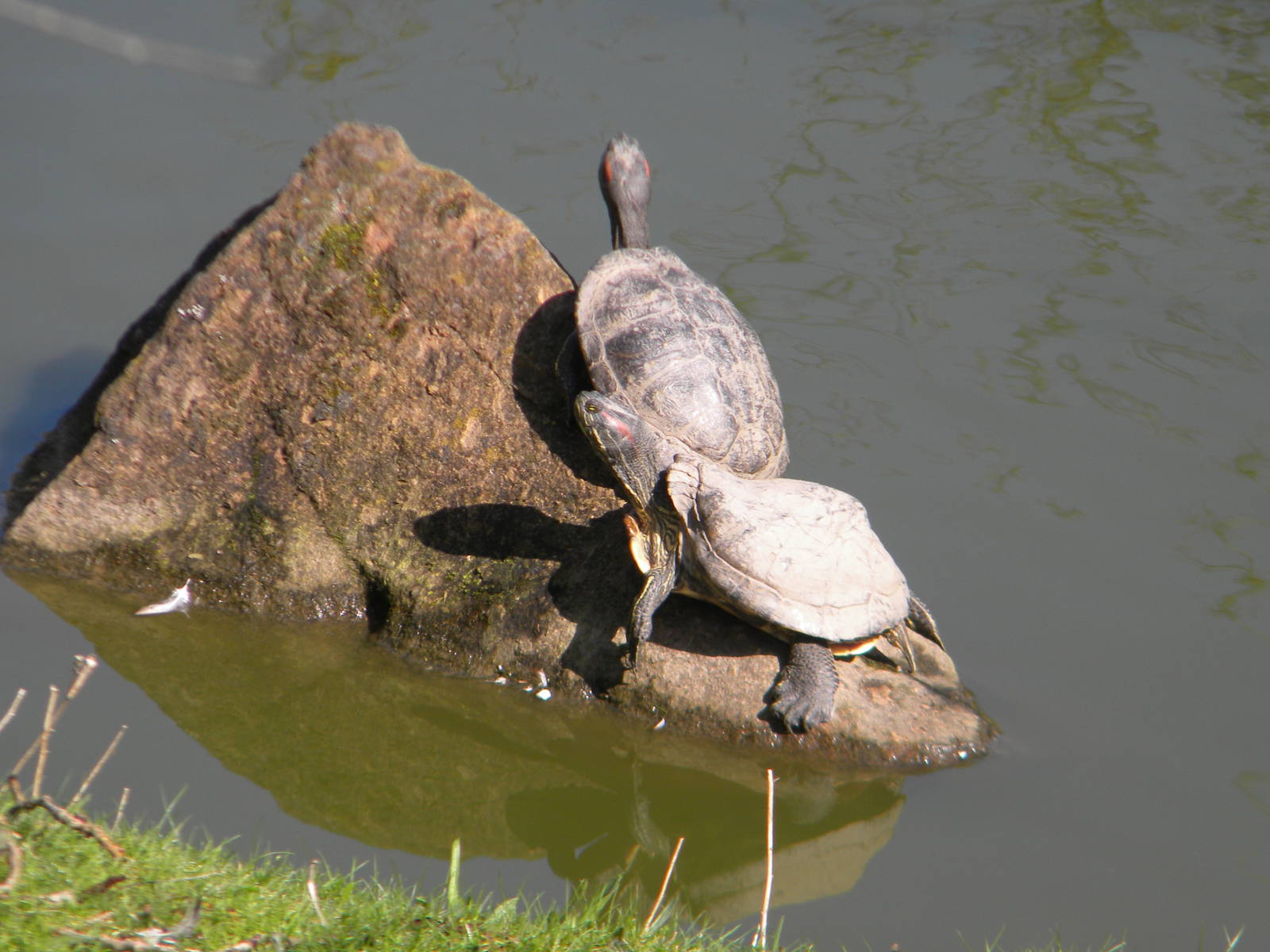 Red eared Terrapins at Blackpool Zoo 10th April 2011