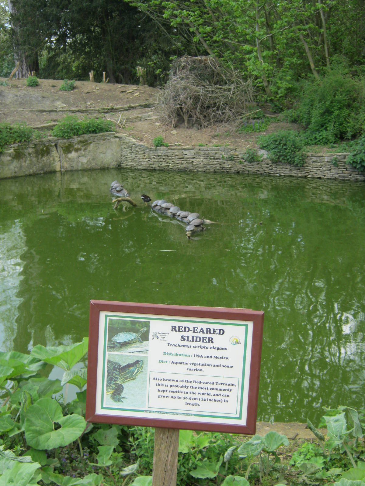 Red-eared Terrapins pool 2012.