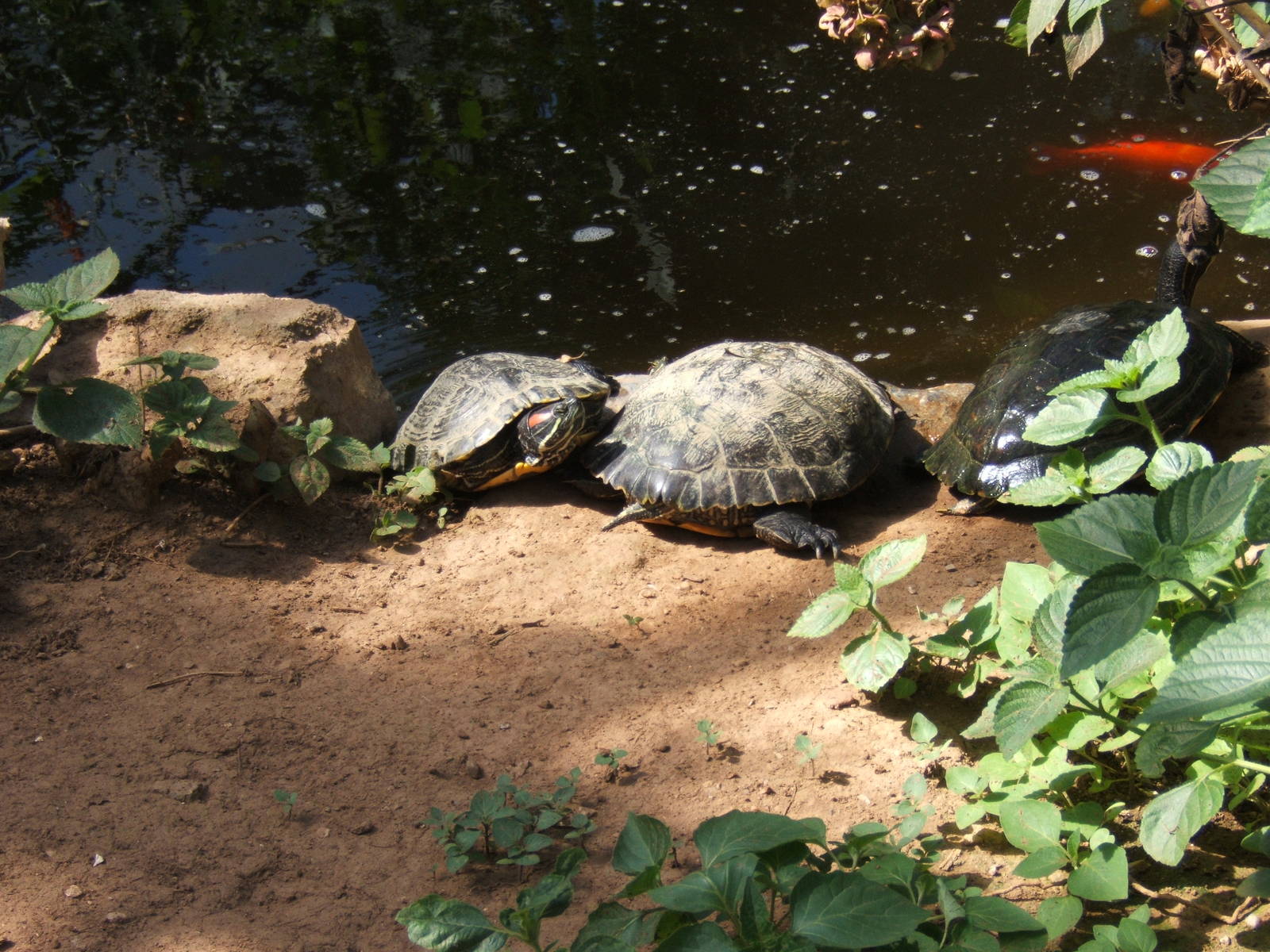 Red-eared Terrapins