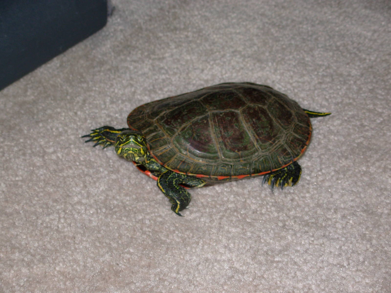 Red-Eared Turtle