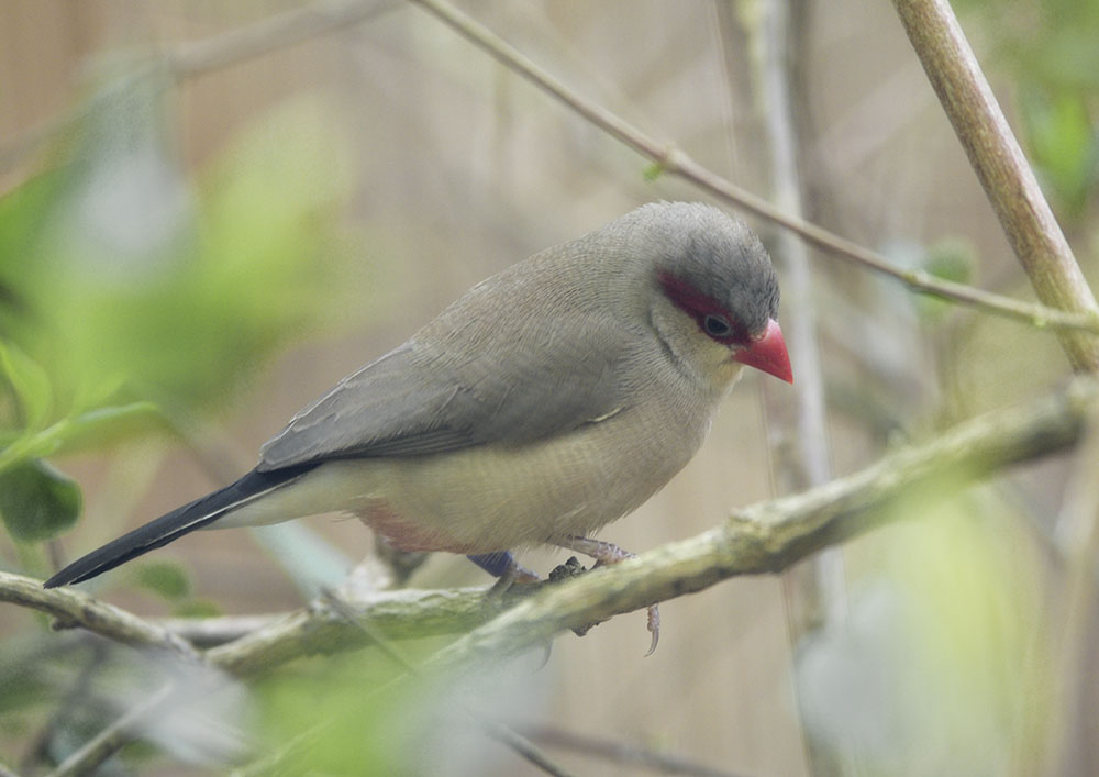 Red-eared waxbill