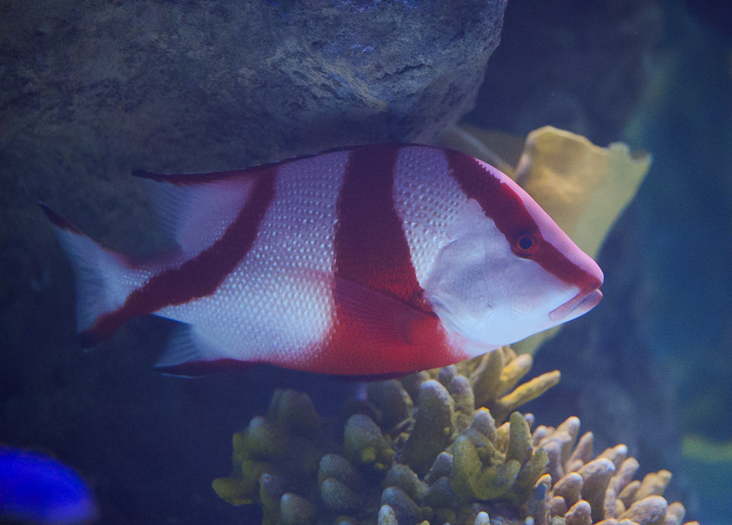 Red Emeperor Snapper