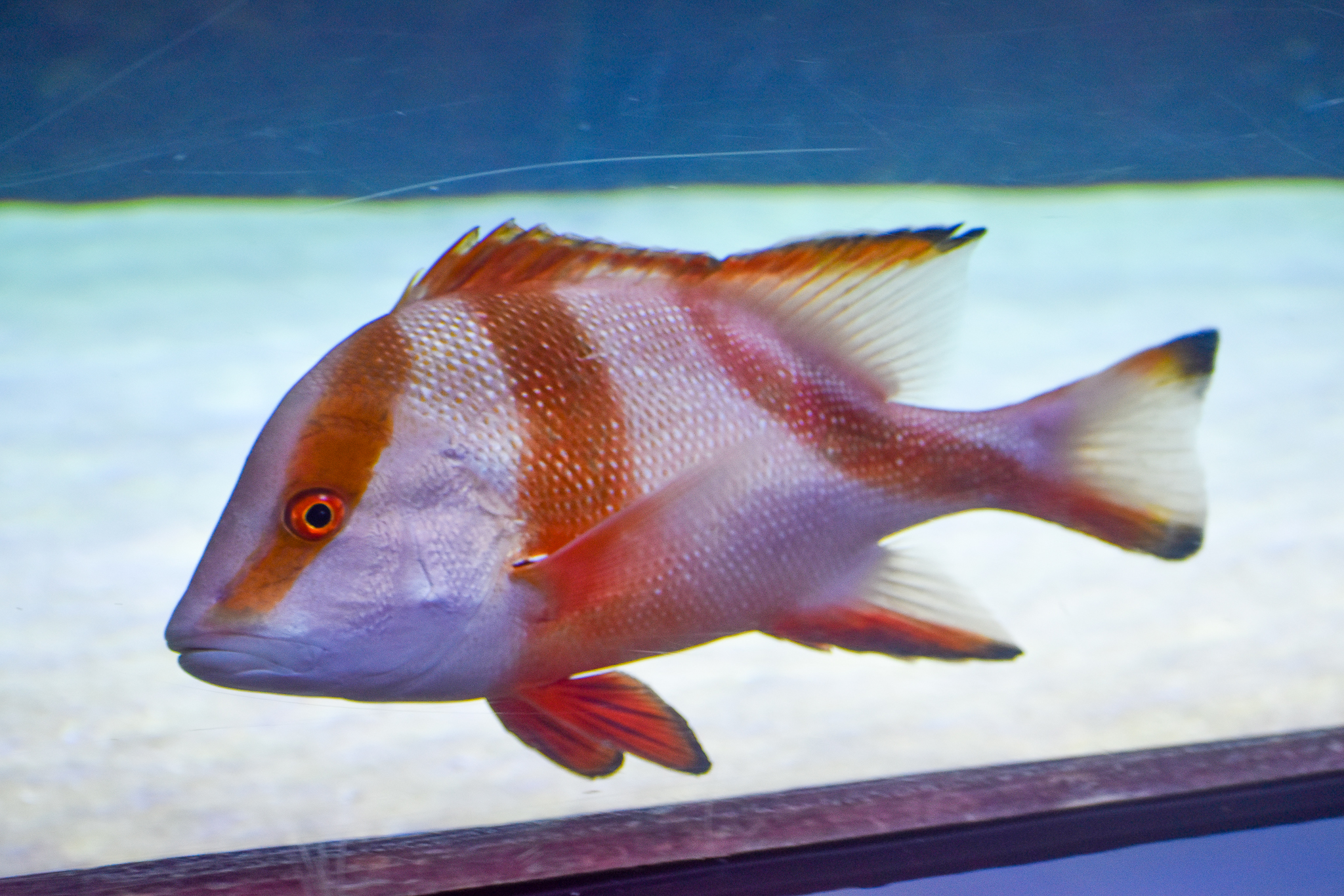 Red Emperor (Lutjanus sebae)